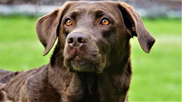 Cremazione del cane