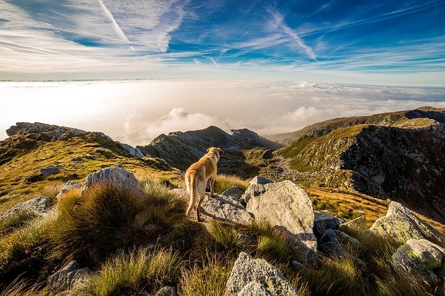 la cremazione degli animali intesa come gesto d'affetto verso i nostri amici a quattro zampe